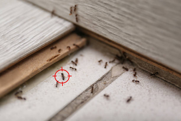 Best Pest Control for Homes  in Camanche, IA