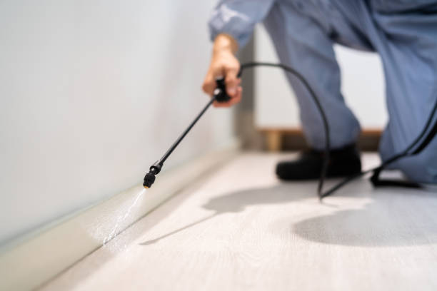 Trusted Camanche, IA Pest Control Experts