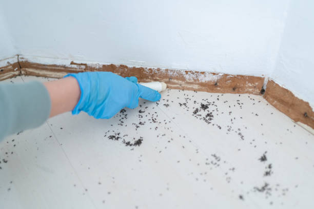 Best Pest Control Treatment  in Camanche, IA